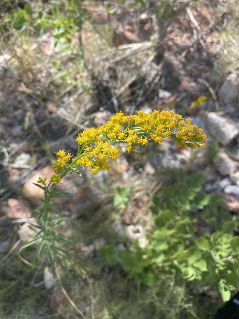 Nevada Goldenrod photo 6