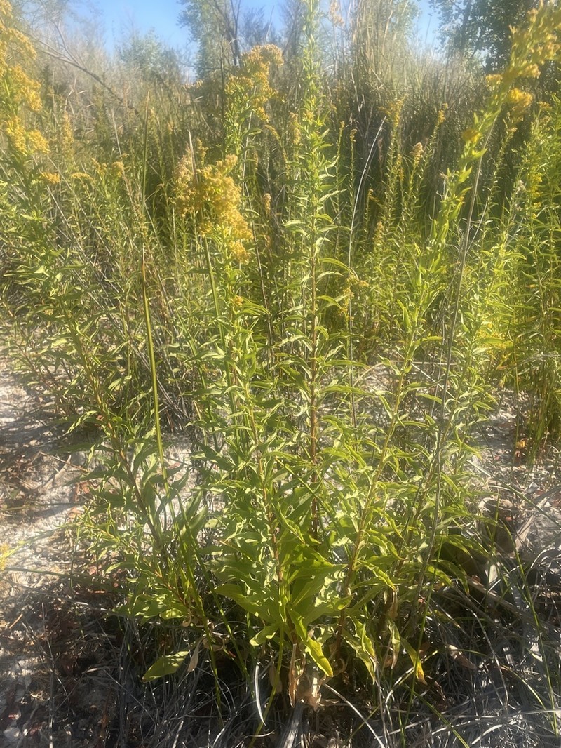 Nevada Goldenrod photo 7