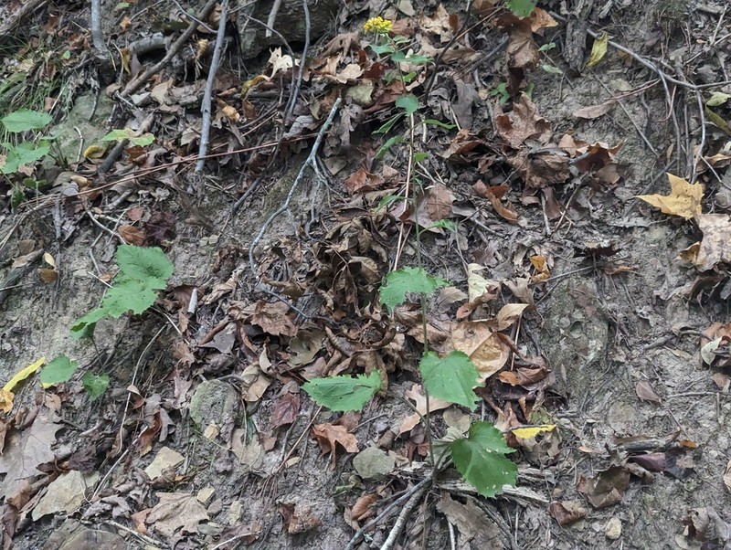 Autumn Goldenrod photo 4