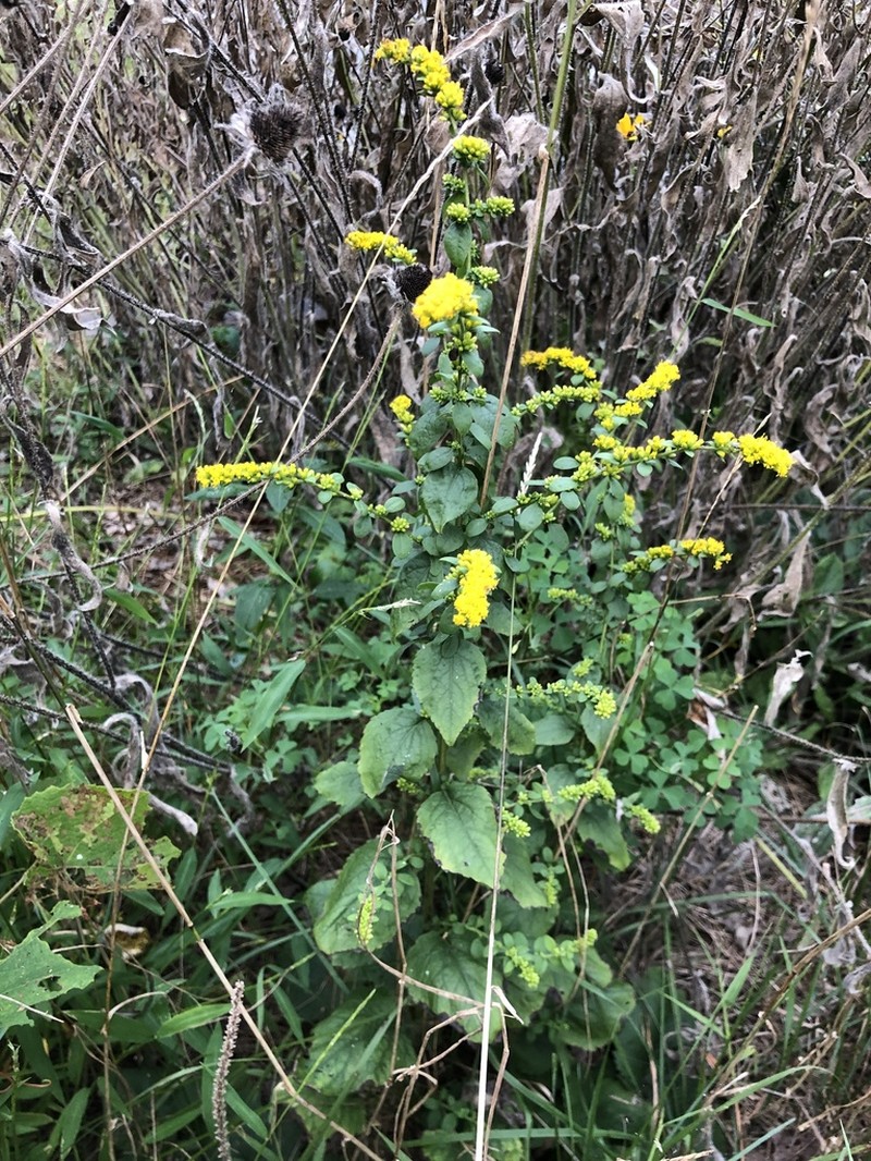 Autumn Goldenrod photo 6