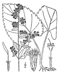 Autumn Goldenrod