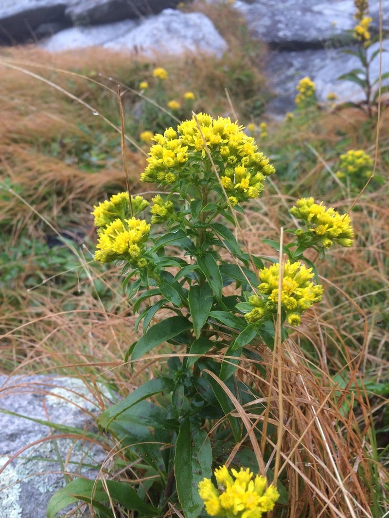 Blue Ridge Goldenrod photo 2