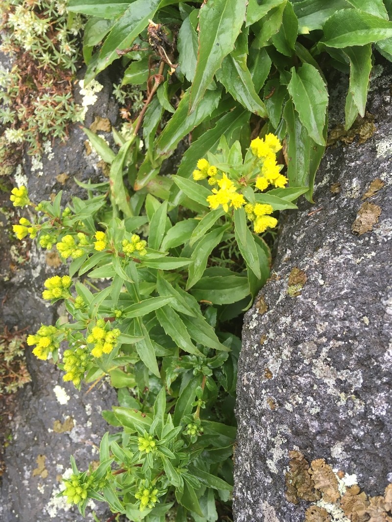 Blue Ridge Goldenrod photo 3