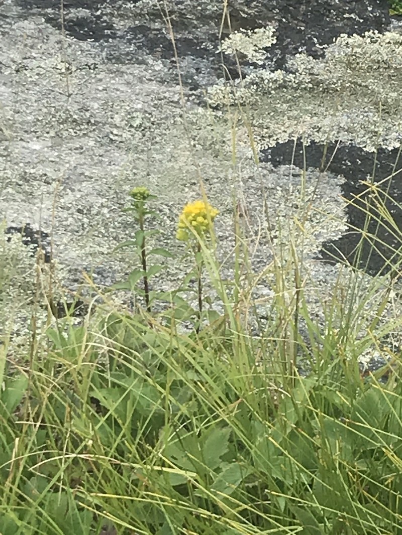Blue Ridge Goldenrod photo 4