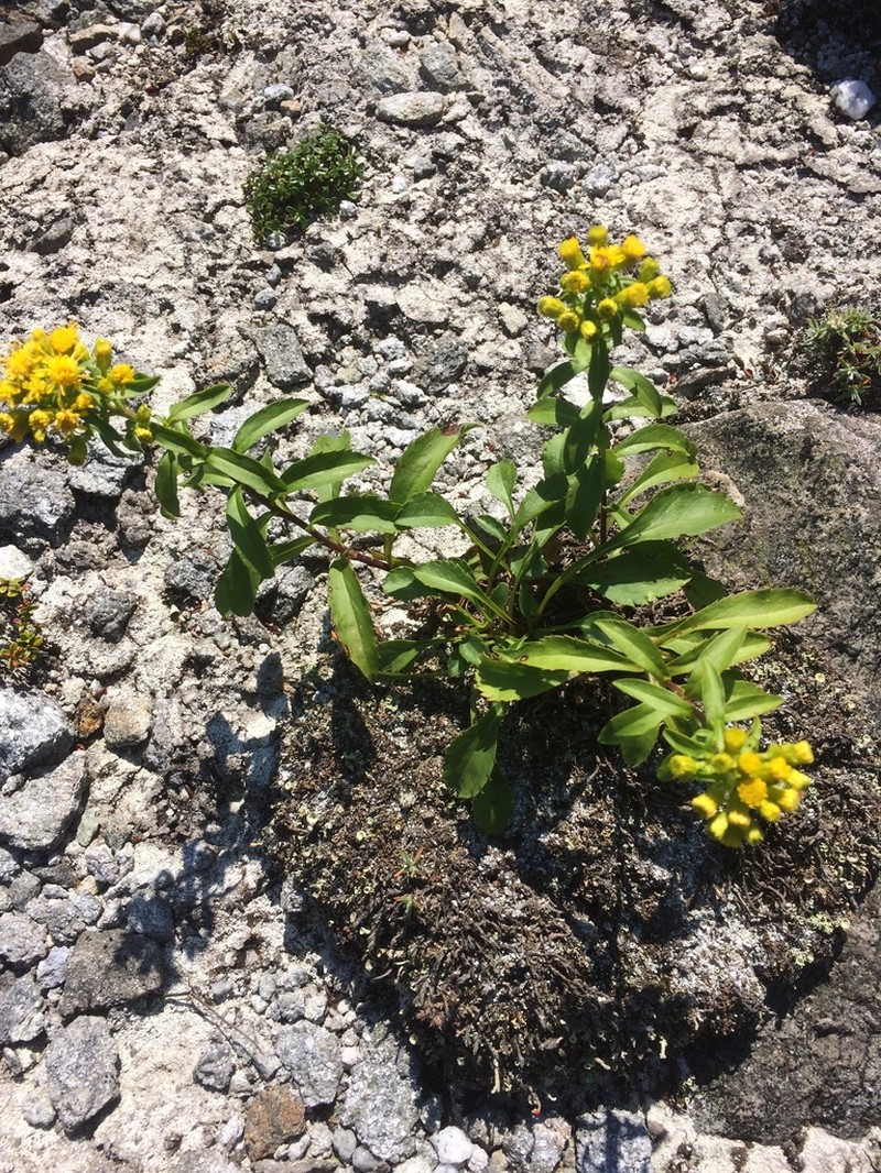 Blue Ridge Goldenrod photo 5