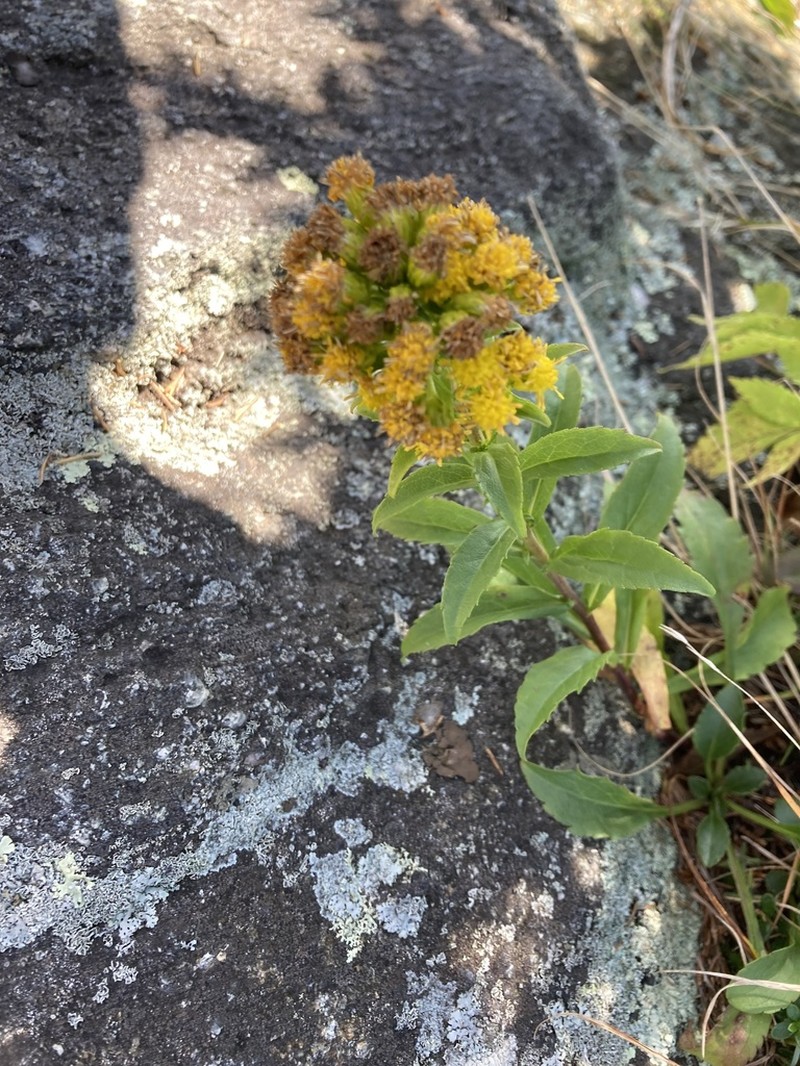 Blue Ridge Goldenrod photo 6