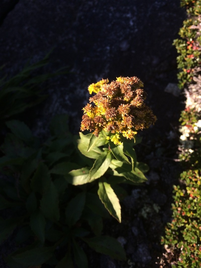 Blue Ridge Goldenrod photo 7
