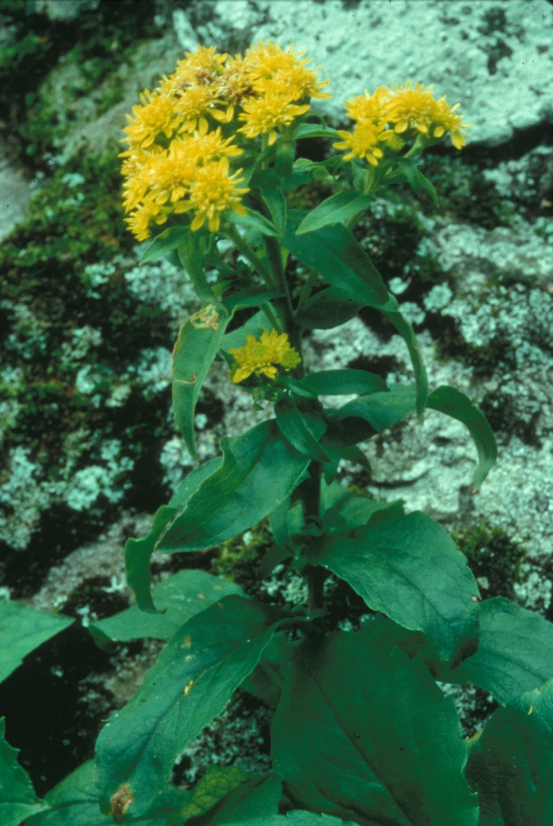 Blue Ridge Goldenrod