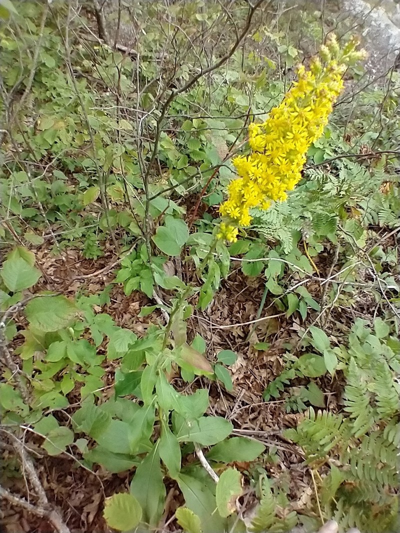 Stout Goldenrod photo 4