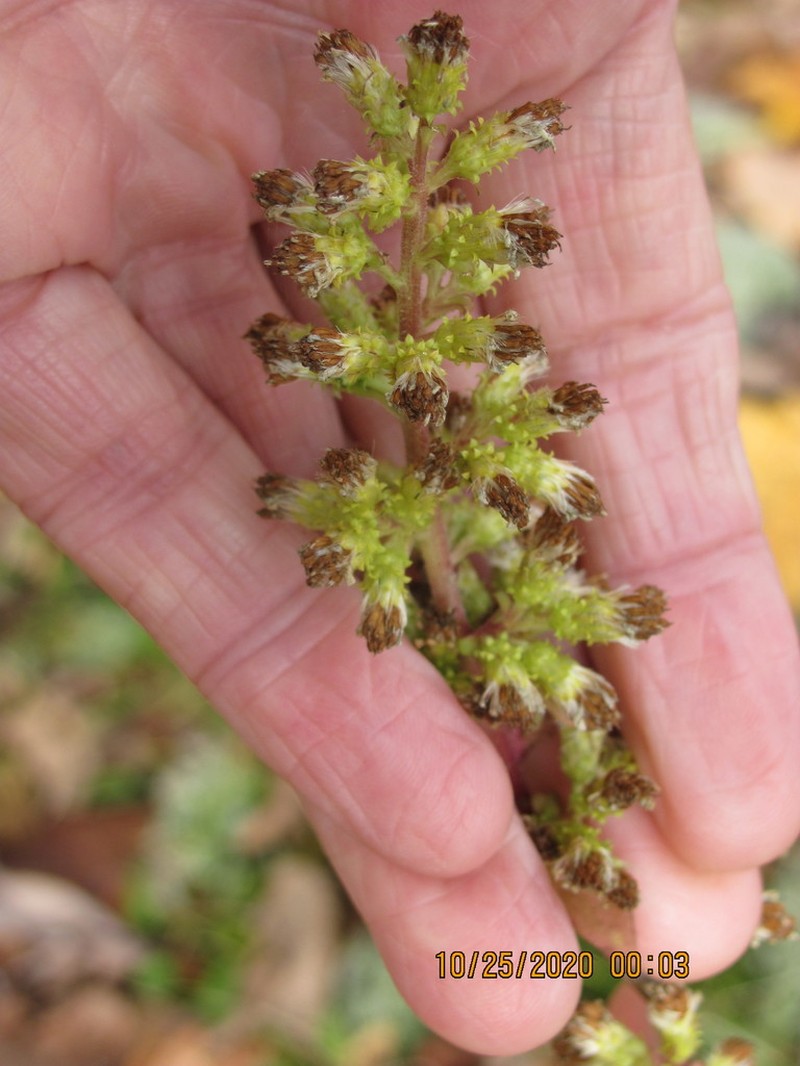 Stout Goldenrod photo 5