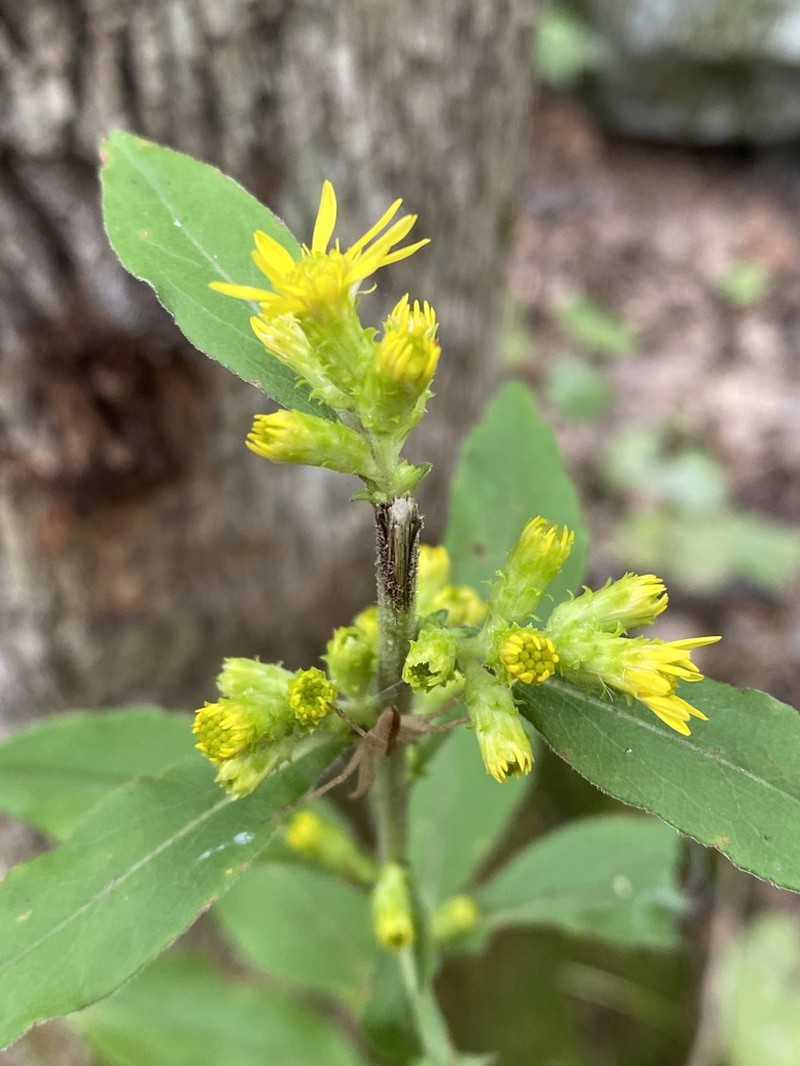 Stout Goldenrod photo 6