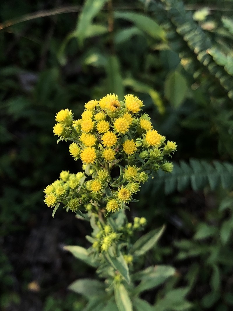 Stout Goldenrod photo 7