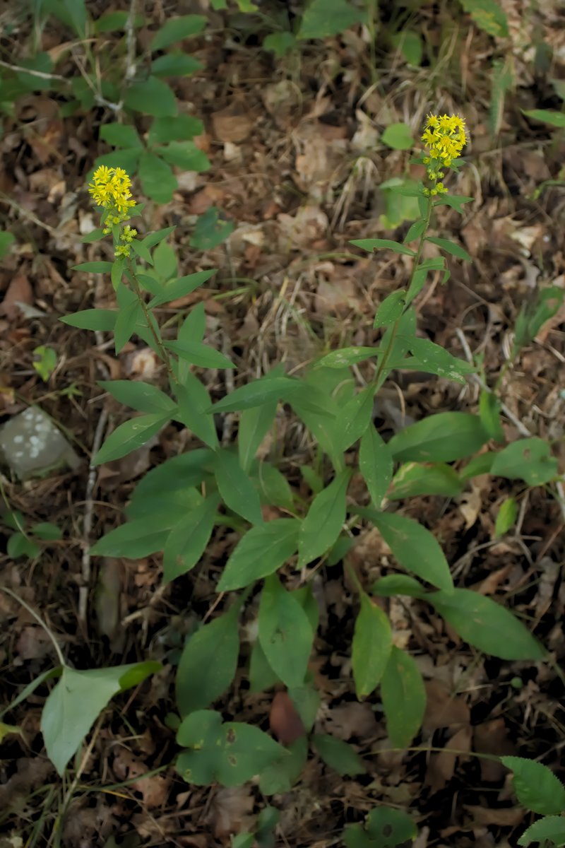 Stout Goldenrod