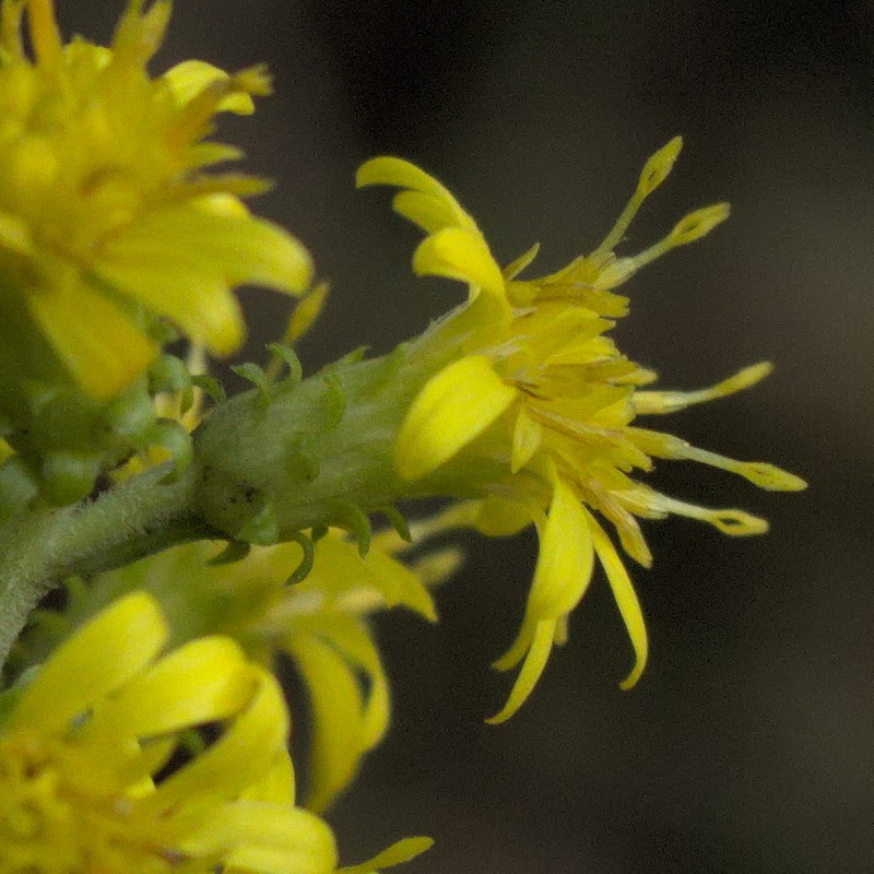Stout Goldenrod photo 4