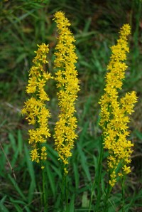 Wand Goldenrod