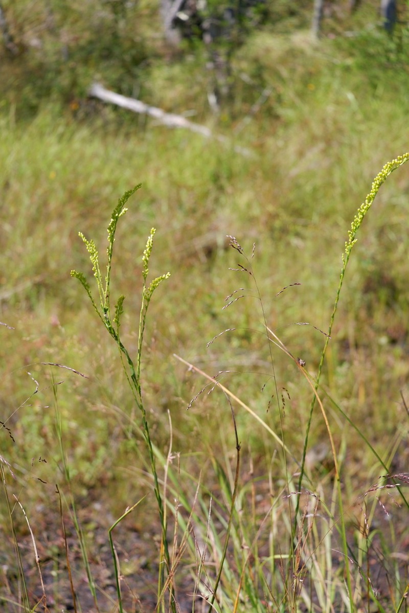 Wand Goldenrod photo 2