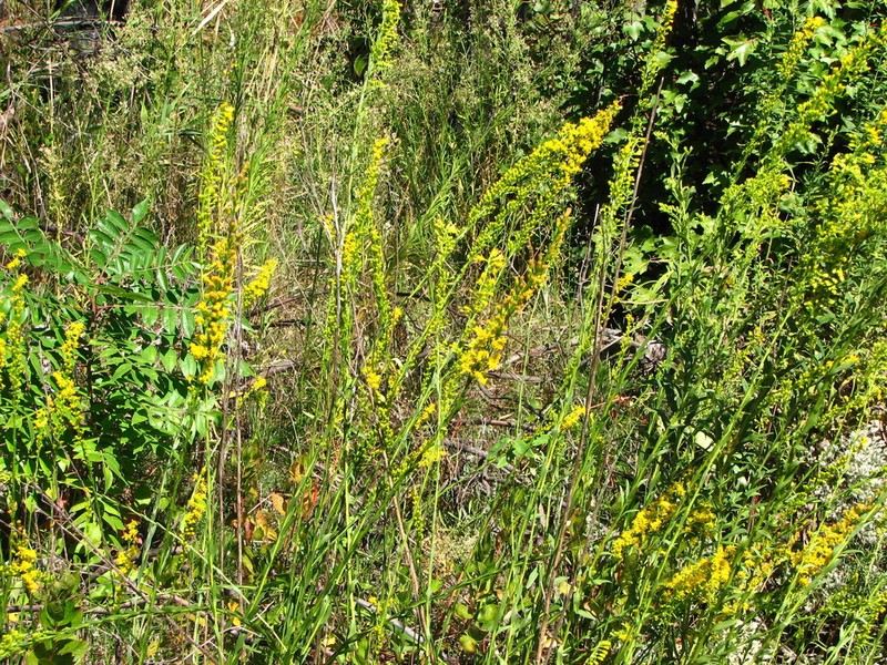 Wand Goldenrod photo 3