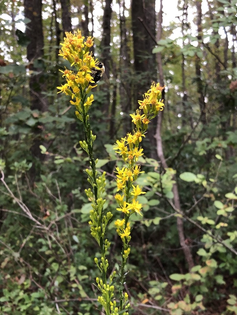 Wand Goldenrod photo 4