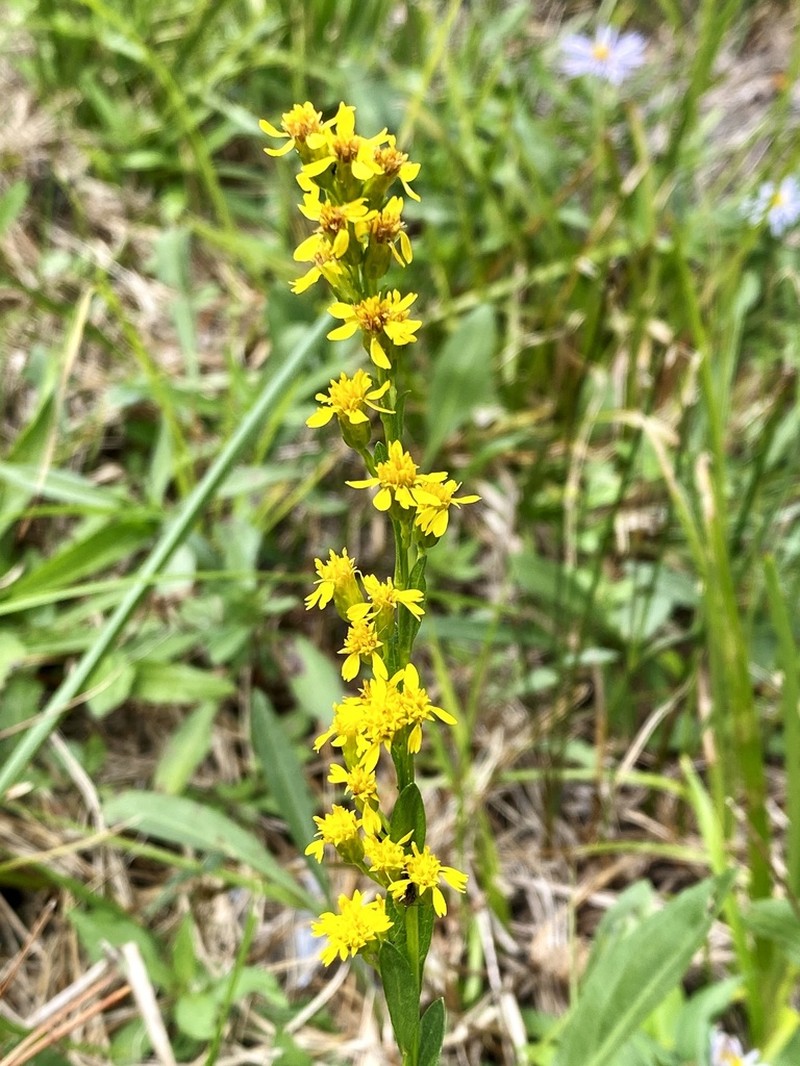 Wand Goldenrod photo 5