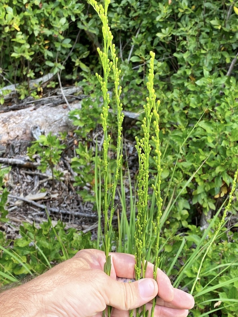 Wand Goldenrod photo 6