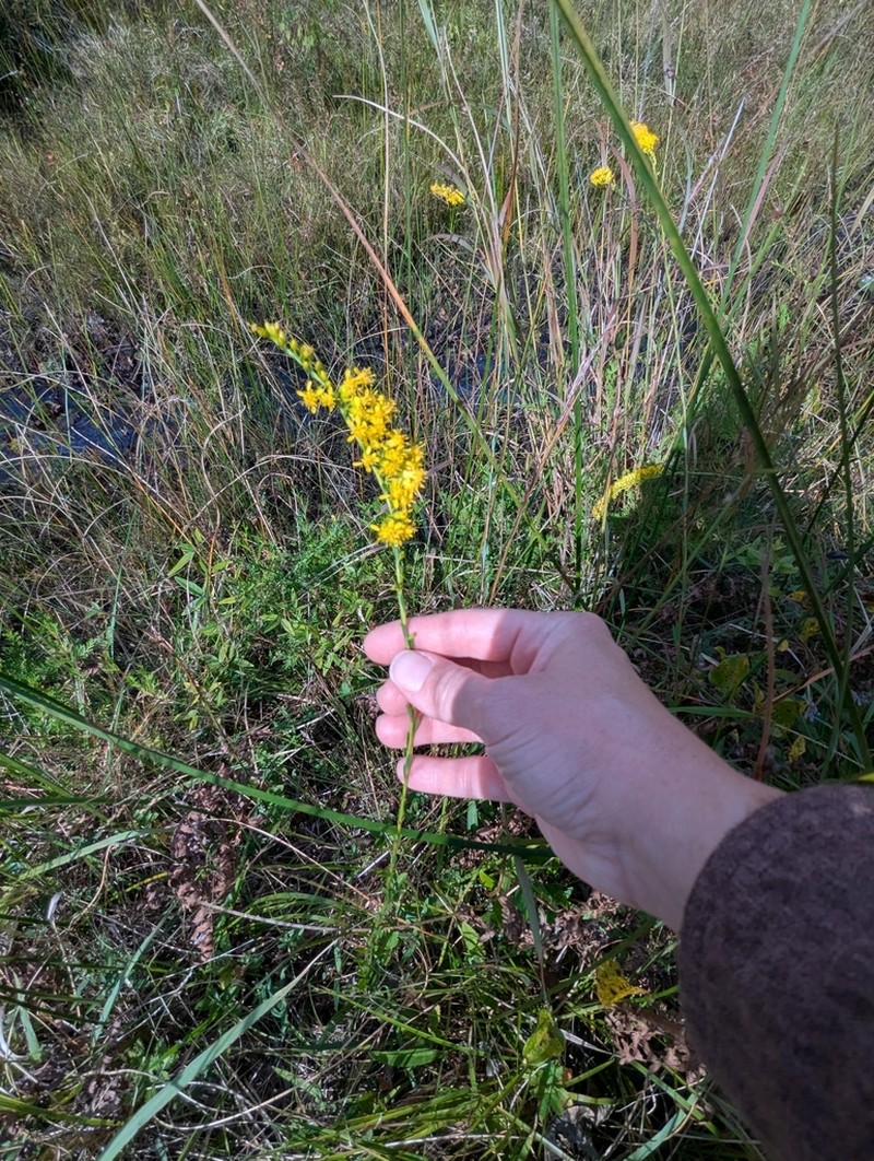 Wand Goldenrod photo 7