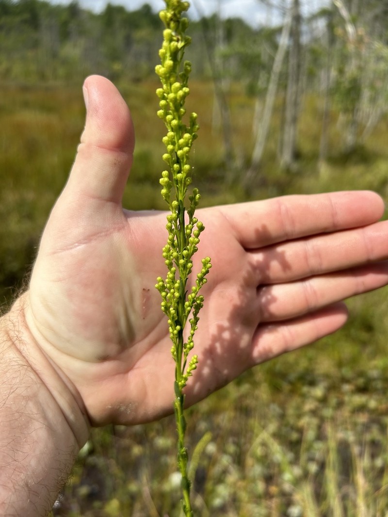 Wand Goldenrod photo 8