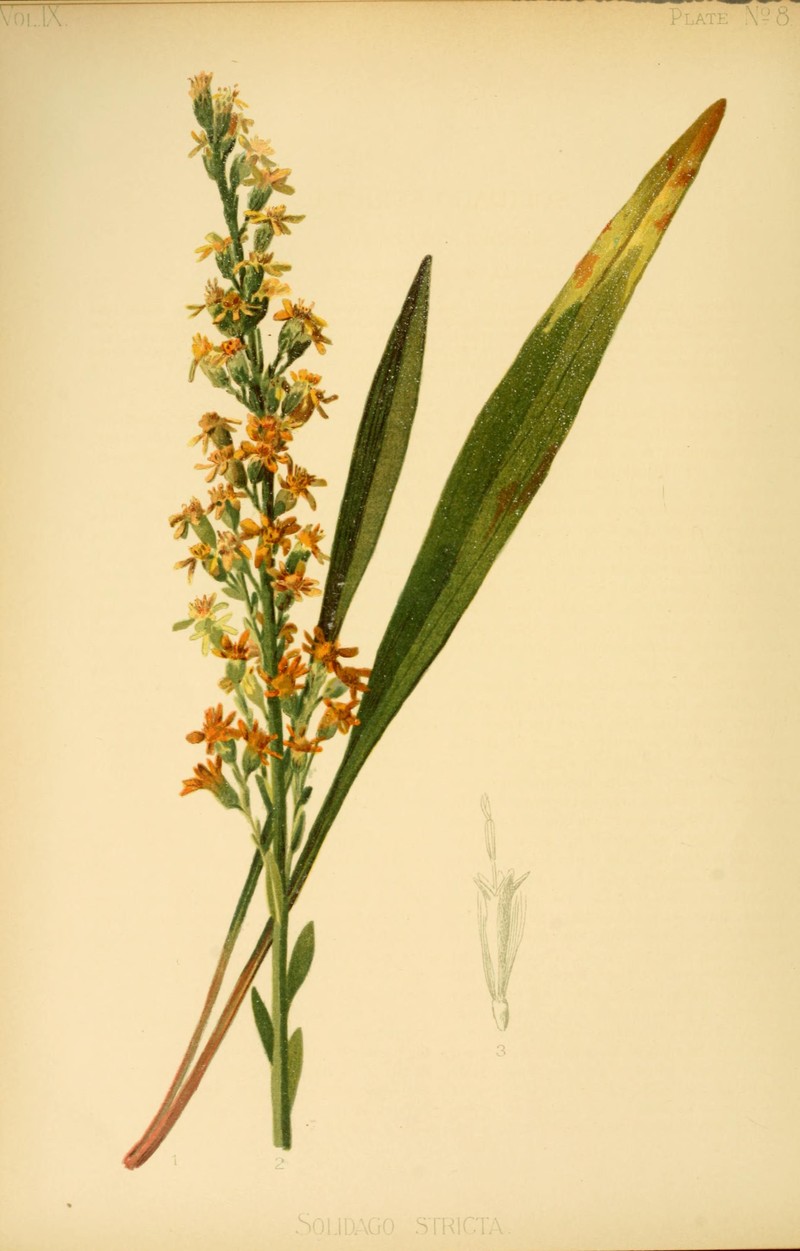 Wand Goldenrod photo 2