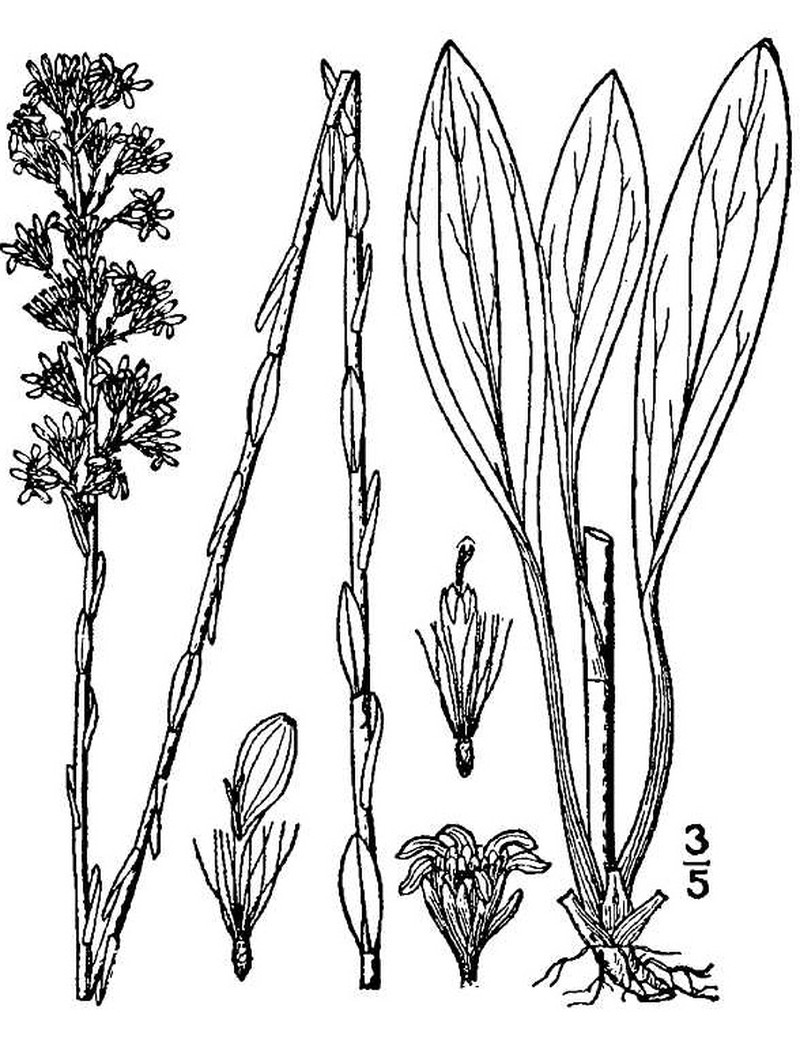 Wand Goldenrod photo 3