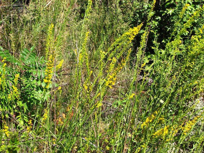 Wand Goldenrod photo 4