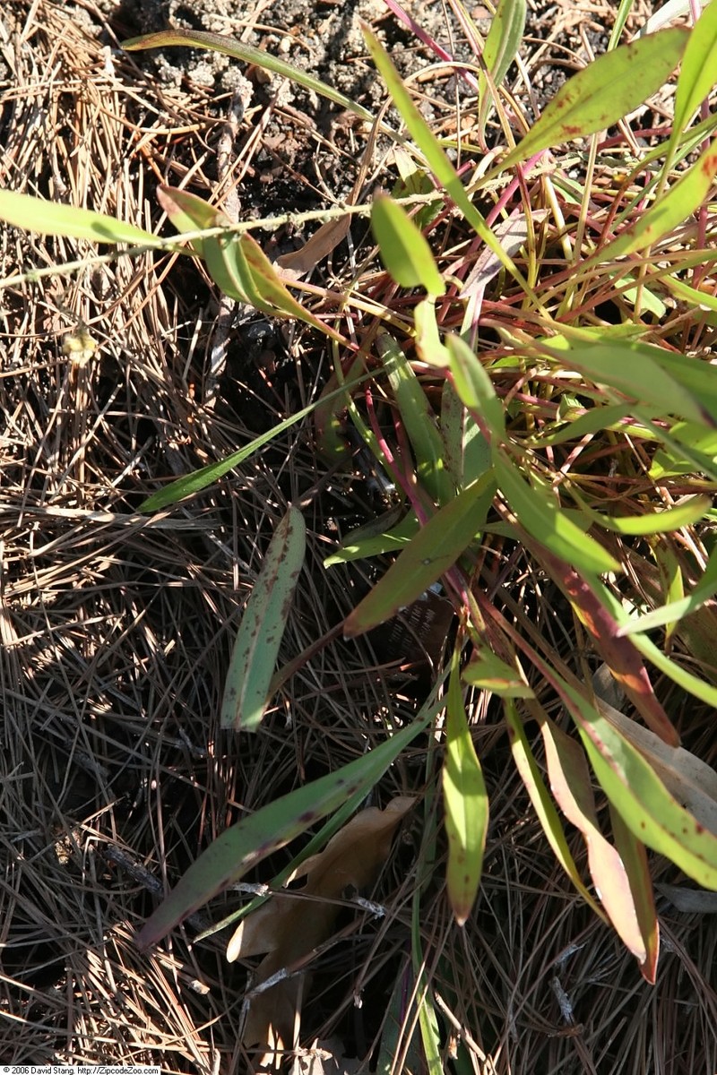 Wand Goldenrod photo 5