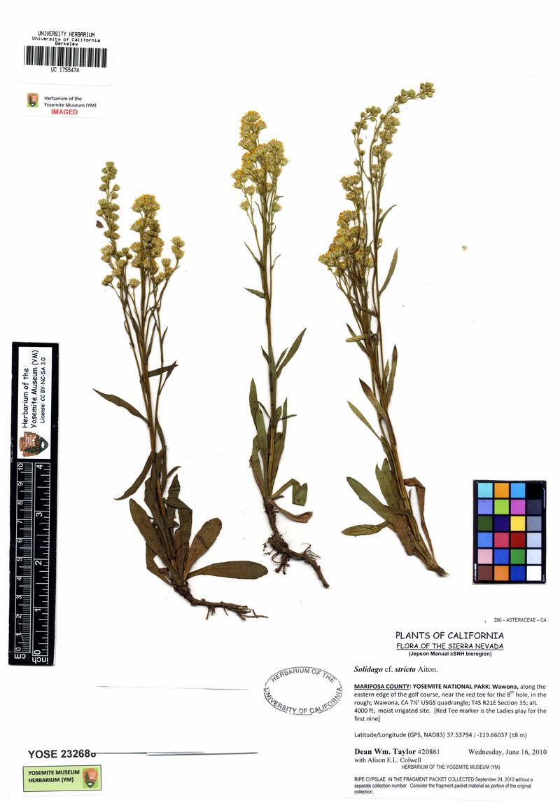 Wand Goldenrod photo 6