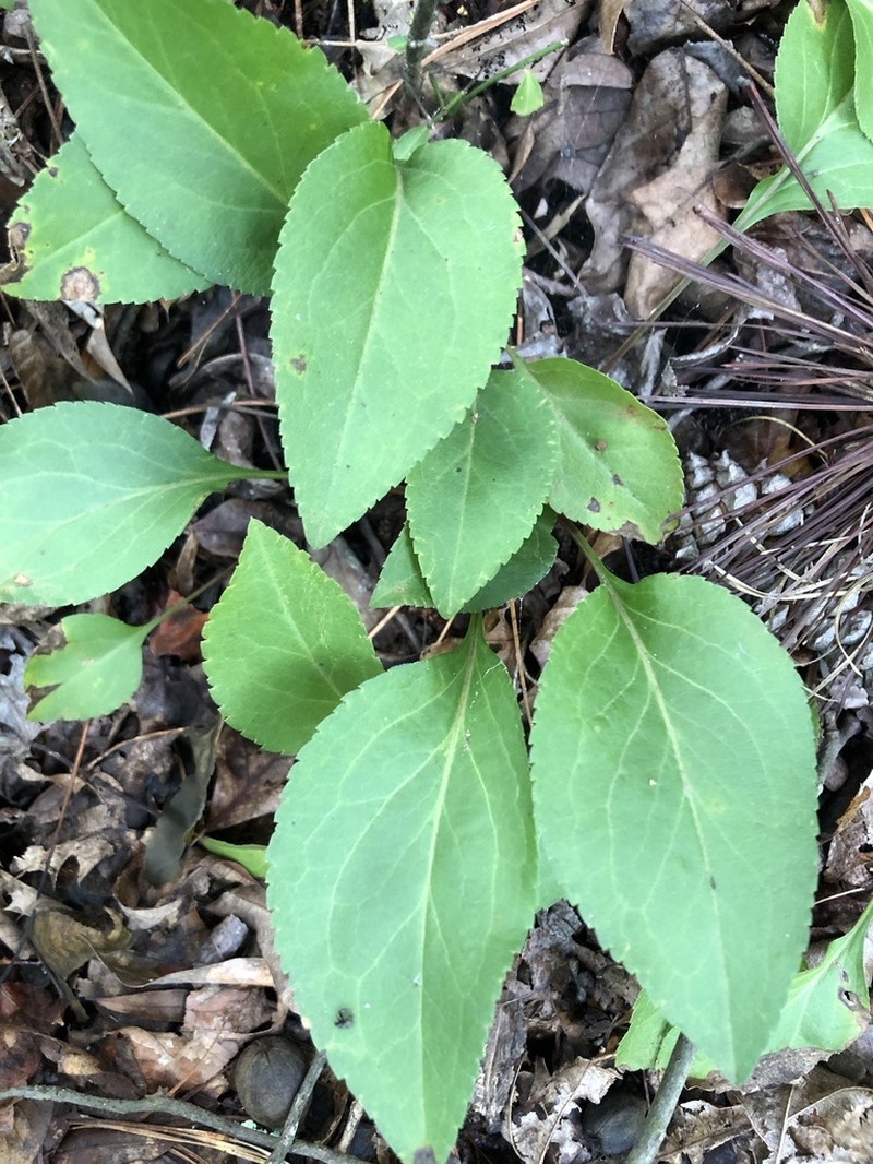 Solidago tarda