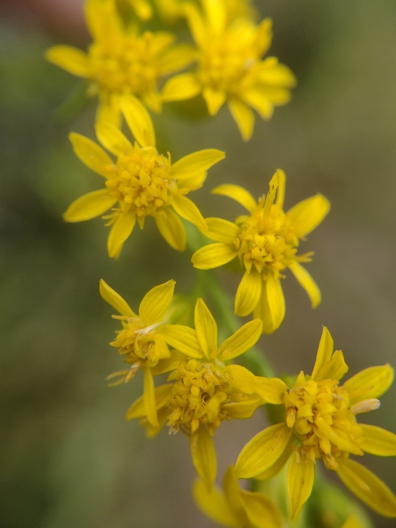 Solidago tarda photo 2
