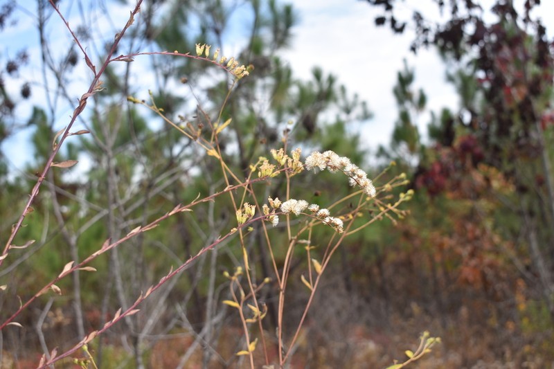 Solidago tarda photo 3