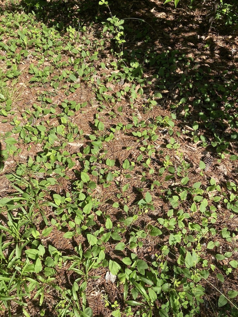 Solidago tarda photo 8