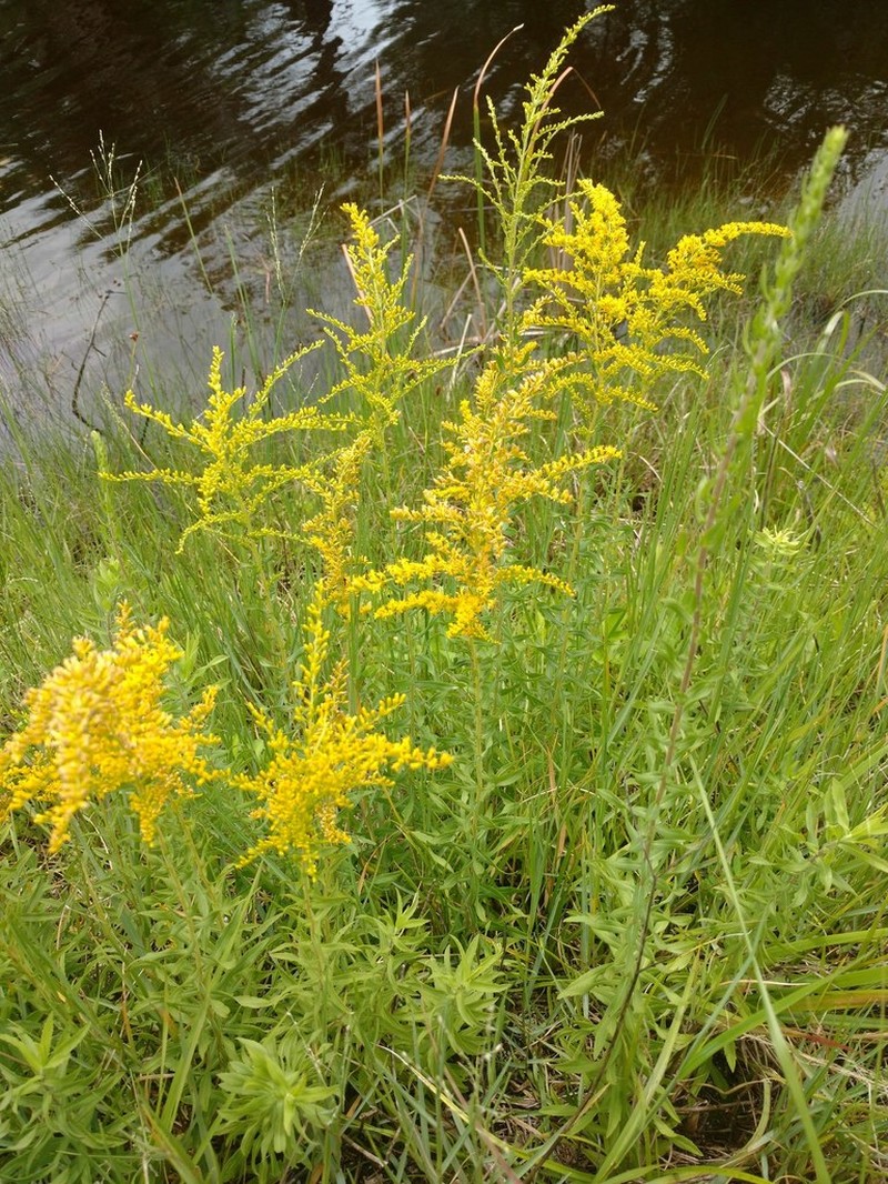 Twistleaf Goldenrod photo 2