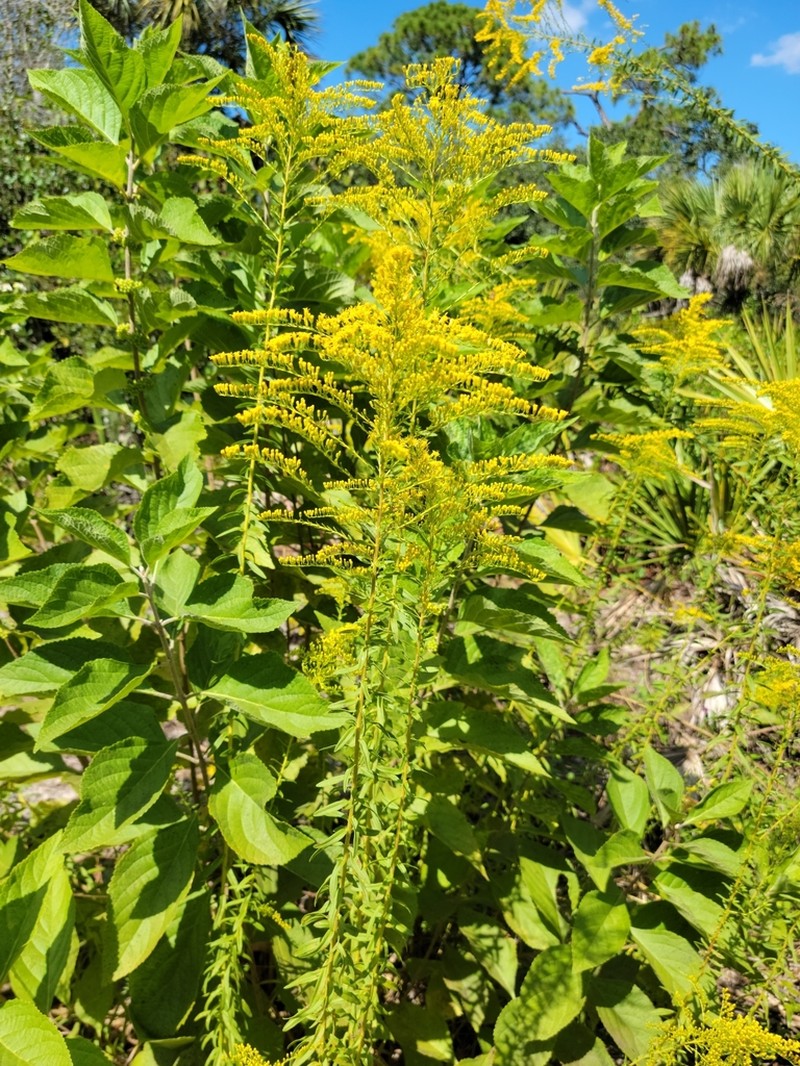 Twistleaf Goldenrod photo 3