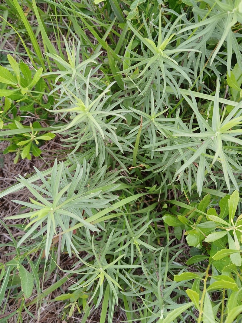 Twistleaf Goldenrod photo 4