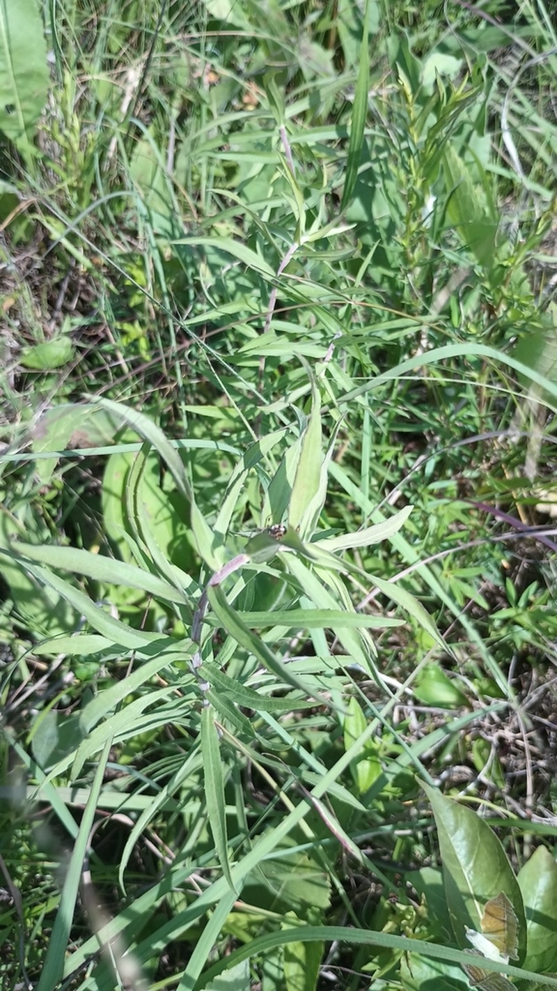 Twistleaf Goldenrod photo 5