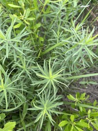 Twistleaf Goldenrod