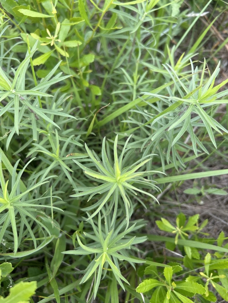 Twistleaf Goldenrod photo 6