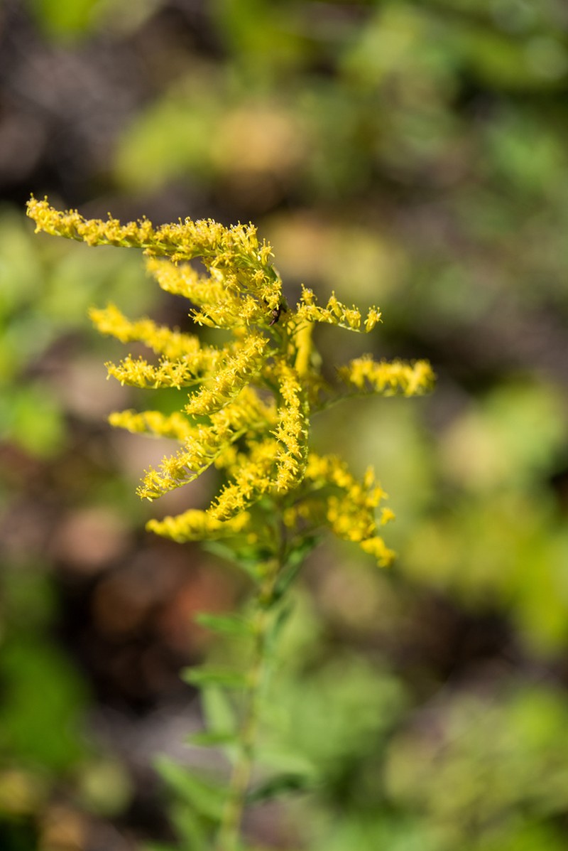 Twistleaf Goldenrod photo 7