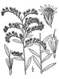 Twistleaf Goldenrod