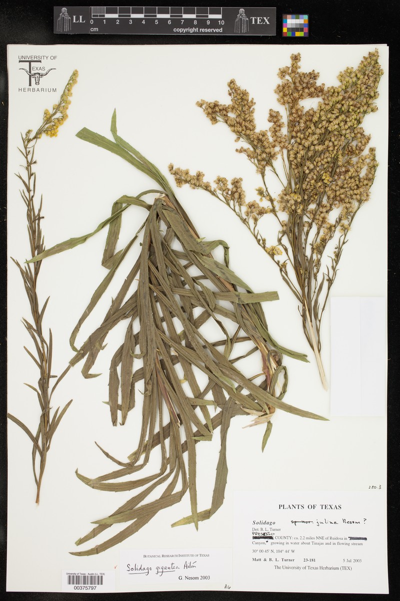 Solidago turnerorum