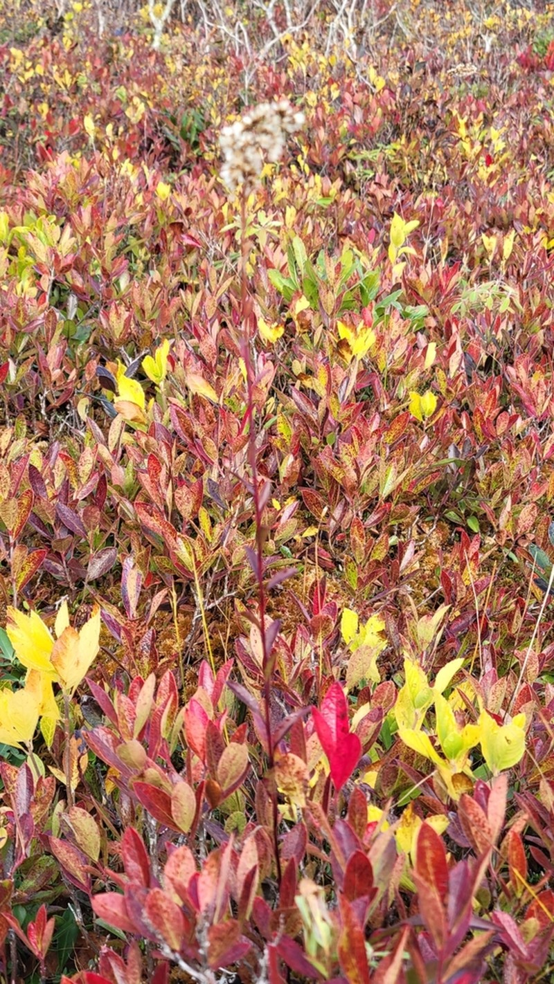 Bog Goldenrod photo 2