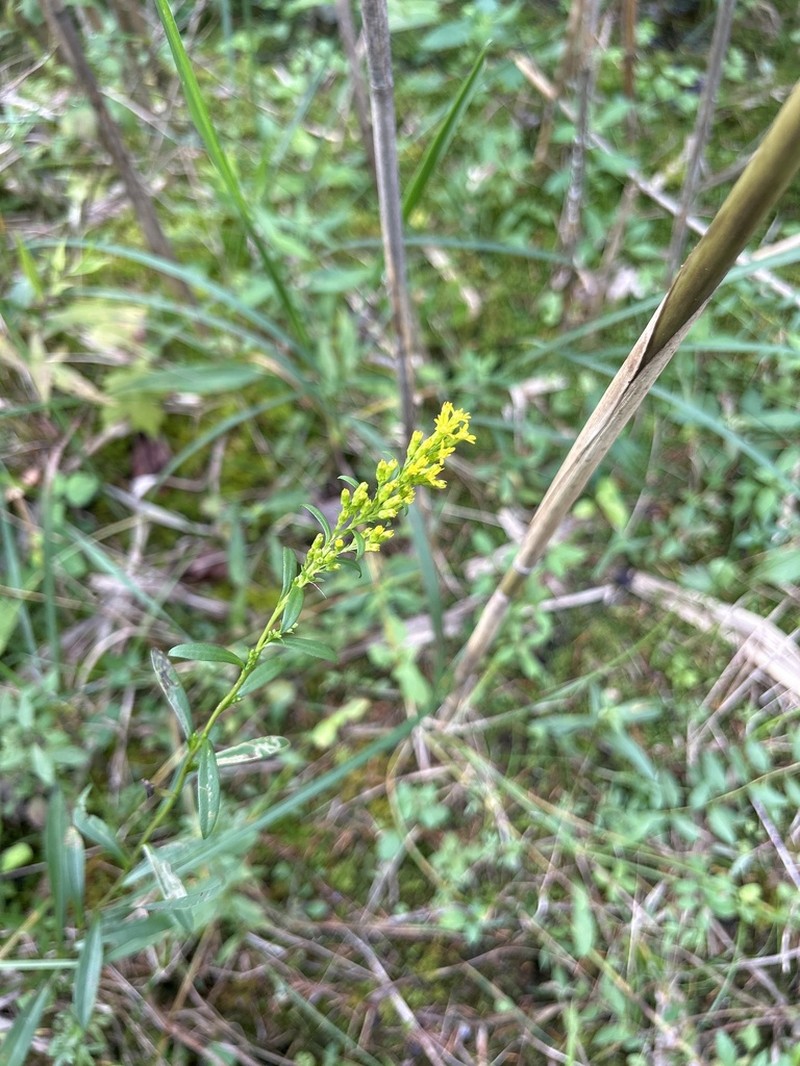 Bog Goldenrod photo 3
