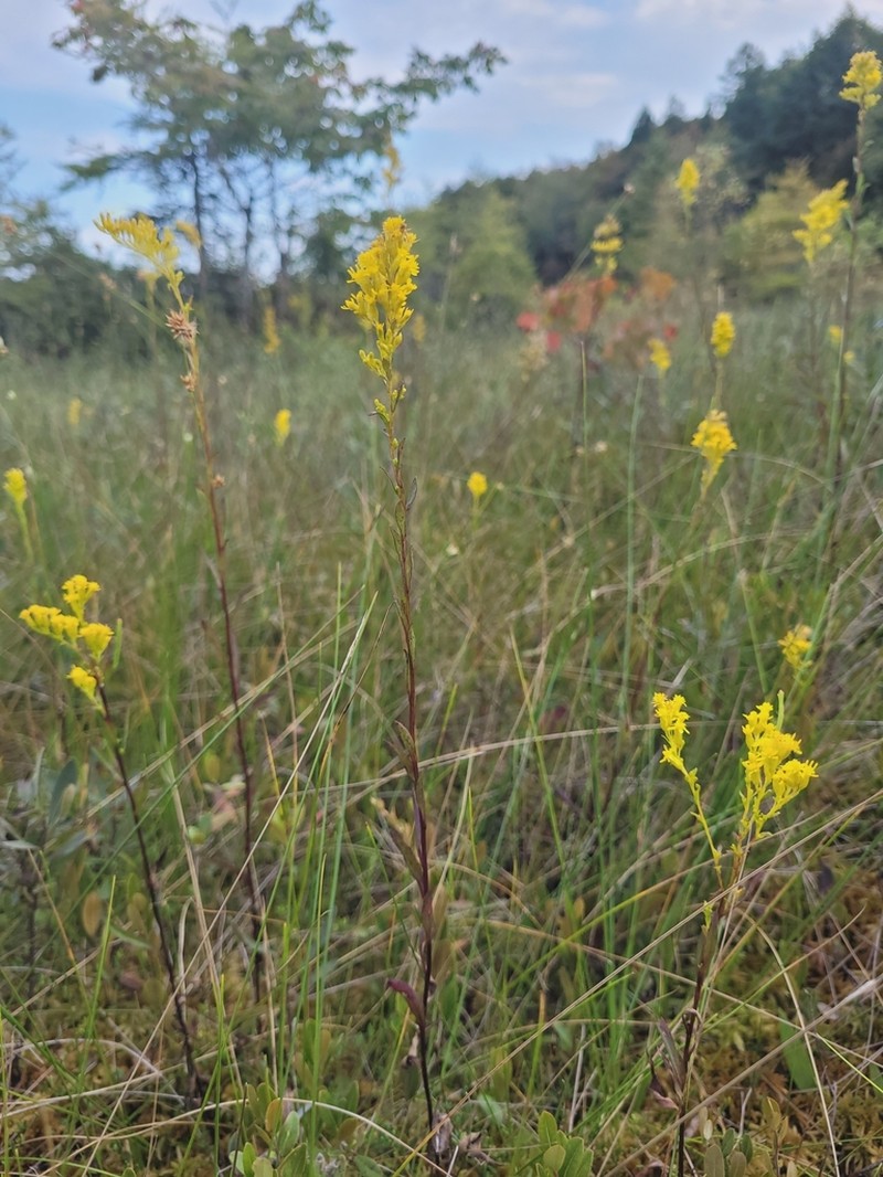 Bog Goldenrod photo 4