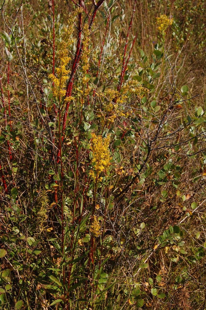 Bog Goldenrod photo 5