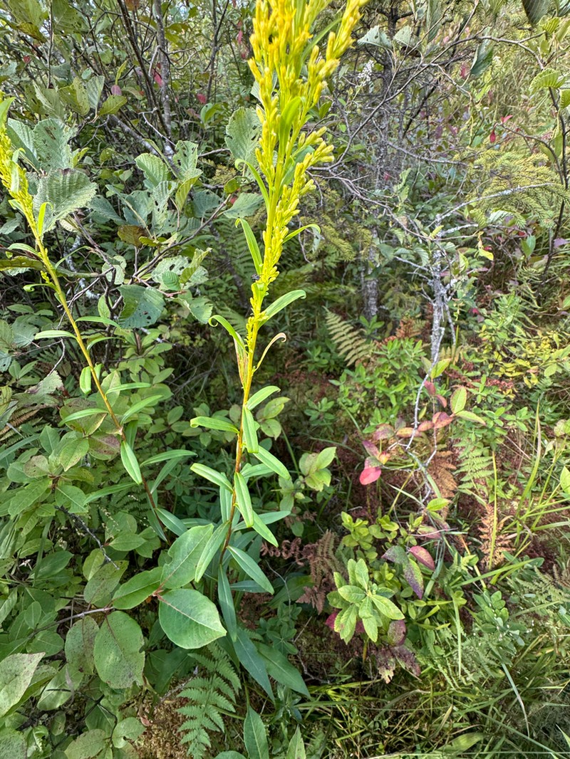 Bog Goldenrod photo 6