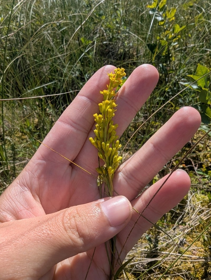 Bog Goldenrod photo 7